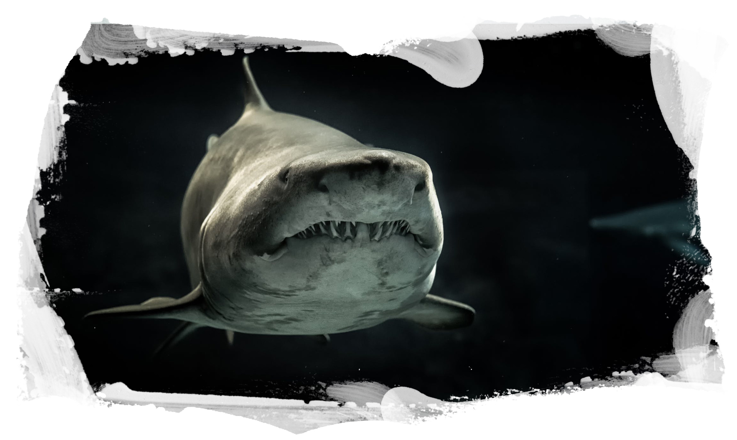 great white shark diving