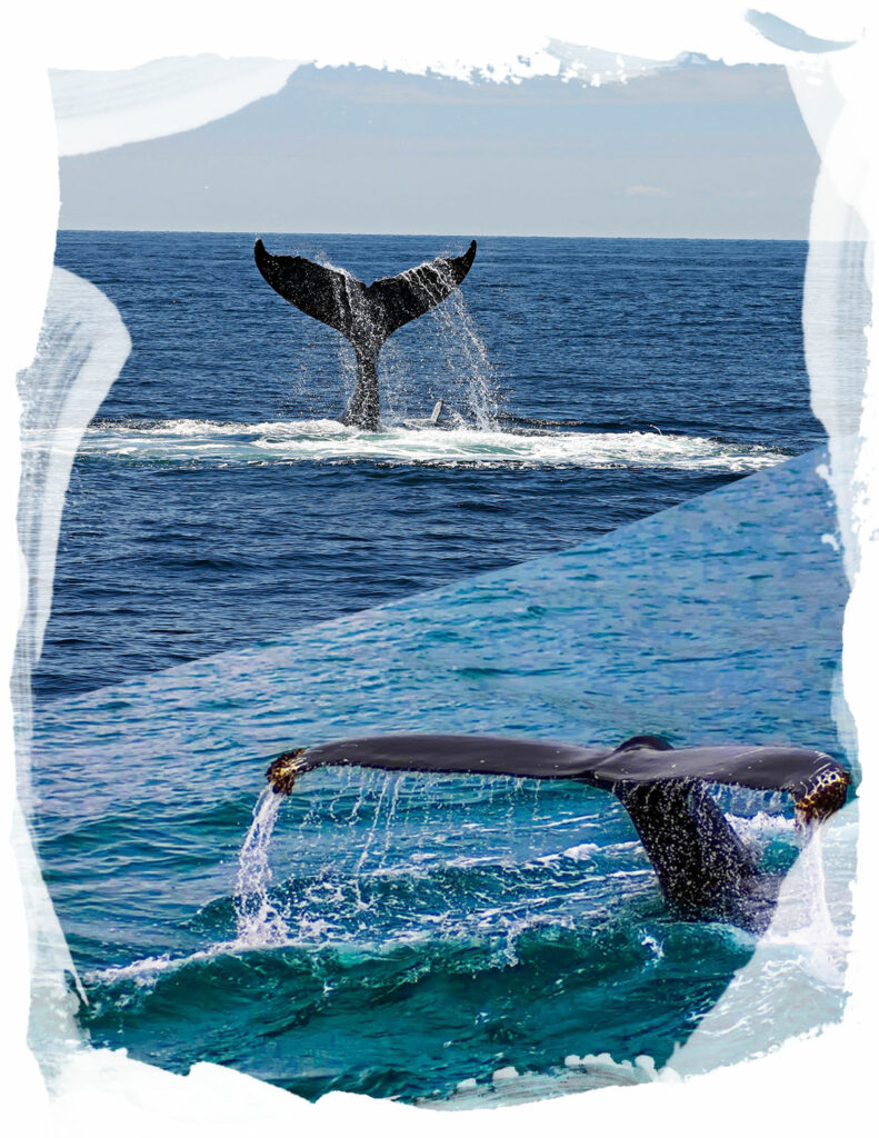 whale watching