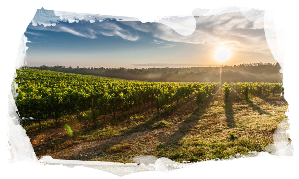 Wine Tours